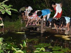夏ホタルb6