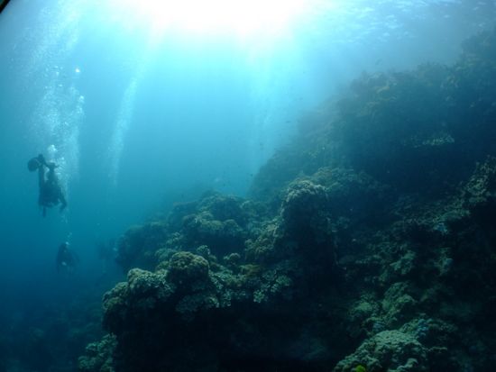 ファンダイビング 伊豆海洋公園 初心者向け・ウミガメ・水中ポストなどコースも様々！＜ビーチ／1～2ダイブ＞by リトルリッツ