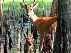 Buck2