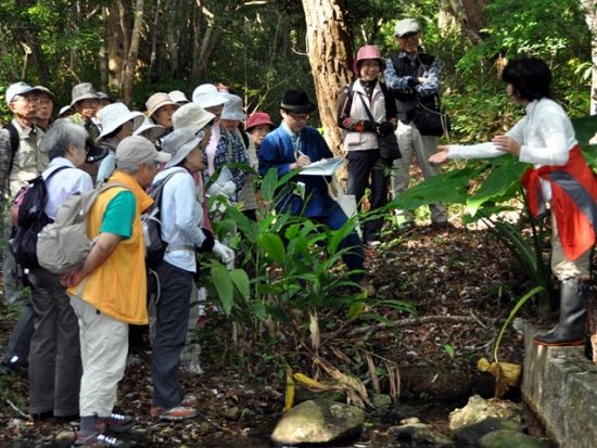 トレッキングツアー　ラムサール条約登録の湿地とニブチの森を散策＜久米島＞