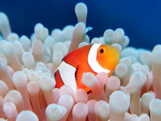 体験ダイビング（本部町） 4種のクマノミに会いに行こう！足の届くところからエントリーできるビーチダイブ by 美ら海ダイビングセンター