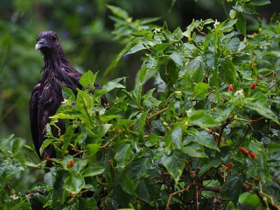 10322779_445125109008007_2309264730479987530_n