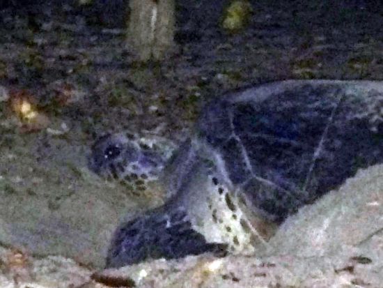 父島ナイトツアー 島内巡りで夜しか見られない小笠原の動植物と星空を観察＜夜／送迎付き／小笠原諸島・父島発＞by PAT INN