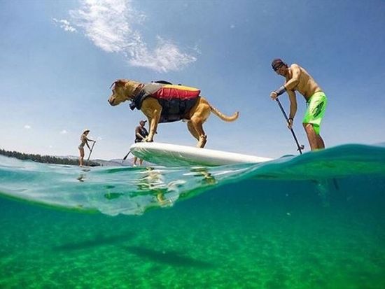 【愛犬連れOK】SUP（スタンドアップパドル）体験　洞窟探検＋イノー観察やSUPで波乗り付きプランあり＜2～3時間／午前・午後／恩納村＞