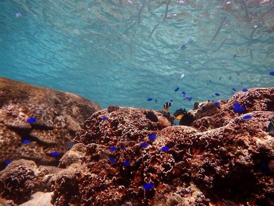 SUP(スタンドアップパドルボード) 　シュノーケル付きプラン等あり ＜恩納村＞by沖縄サーフガイド