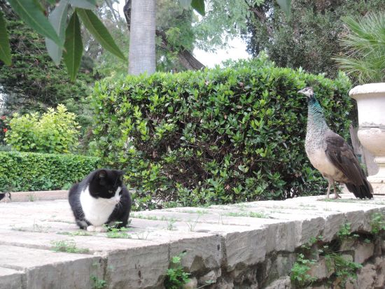【混載ツアー】中世の古都イムディーナ 午前半日観光＜英語／火曜・金曜日催行／マルタ発＞