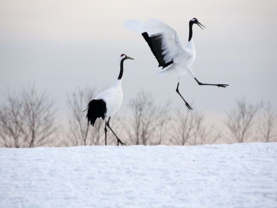釧路湿原カヌー＆塘路湖 氷上トレッキング1日ツアー 冬の釧路湿原を満喫！1日1組貸切プライベートツアー＜釧路市内無料送迎／12～3月＞by ヒーリングカヌー釧路