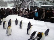 The penguin walk at Asahiyama Zoo