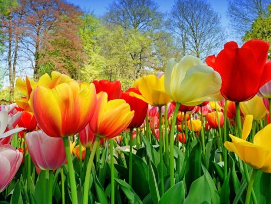 【2025年】春限定！キューケンホフ公園観光ツアー＜3～5月／アムステルダム発＞