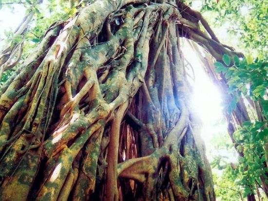 白谷雲水峡 弥生杉コース＋いなか浜や西部林道などをめぐる島内観光 by 屋久島ネイチャー企画フィールド