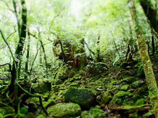 白谷雲水峡 弥生杉コース＋いなか浜や西部林道などをめぐる島内観光 by 屋久島ネイチャー企画フィールド