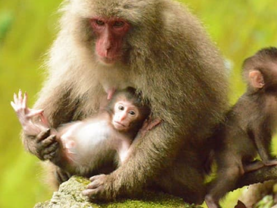 白谷雲水峡 弥生杉コース＋いなか浜や西部林道などをめぐる島内観光 by 屋久島ネイチャー企画フィールド