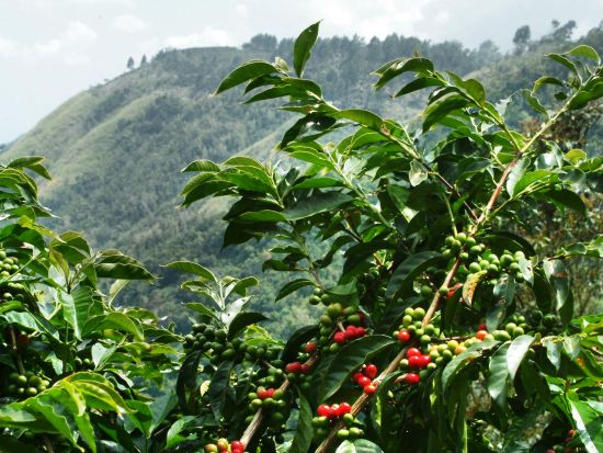 コーヒー豆の聖地！ブルーマウンテンコーヒー農園ツアー＜日本語ガイド／キングストン or モンテゴベイ or オーチョリオス発＞