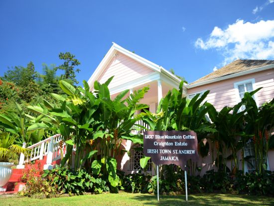 コーヒー豆の聖地！ブルーマウンテンコーヒー農園ツアー＜日本語ガイド／キングストン or モンテゴベイ or オーチョリオス発＞