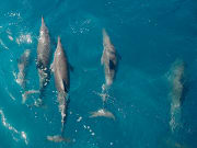 Hawaii_Big Island_Sea Paradise_Kealakekua Dolphins