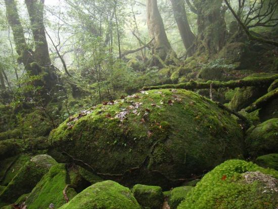 白谷雲水峡1日（太鼓岩まで）トレッキングツアー ＜昼食込＞ by Go!Yakushima