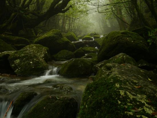 白谷雲水峡1日（太鼓岩まで）トレッキングツアー ＜昼食込＞ by Go!Yakushima