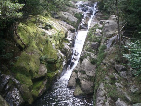 白谷雲水峡 半日トレッキングツアー 体力に自信のない方にもおすすめ！最終日に最適な午前プラン＜お弁当付き＞ by Go!Yakushima