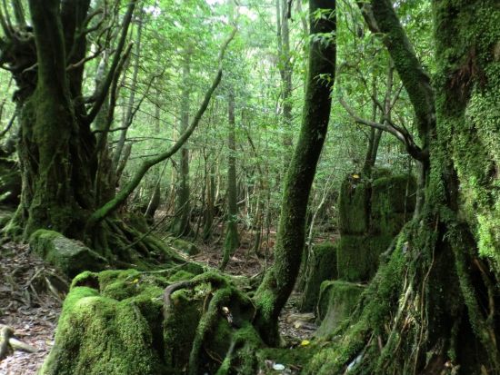 白谷雲水峡1日（太鼓岩まで）トレッキングツアー ＜昼食込＞ by Go!Yakushima