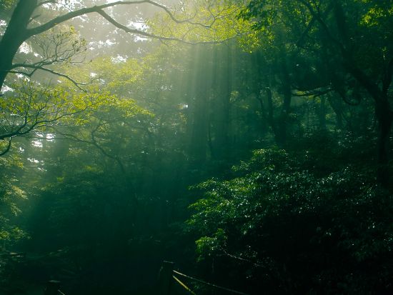 白谷雲水峡 半日トレッキングツアー 体力に自信のない方にもおすすめ！最終日に最適な午前プラン＜お弁当付き＞ by Go!Yakushima
