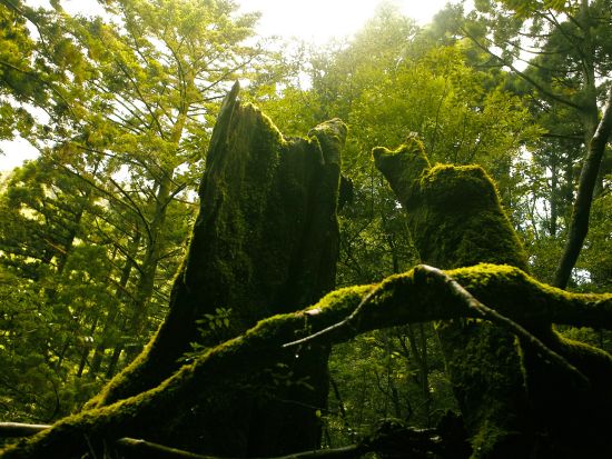 白谷雲水峡 半日トレッキングツアー 体力に自信のない方にもおすすめ！最終日に最適な午前プラン＜お弁当付き＞ by Go!Yakushima