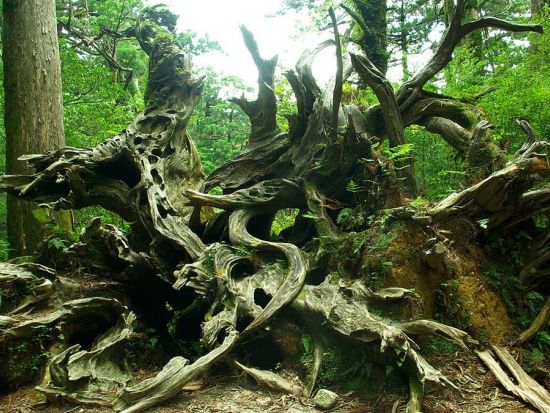 ヤクスギランド 半日トレッキングツアー 体力に自信のない方も安心のコース ＜お弁当付き＞ by Go!Yakushima