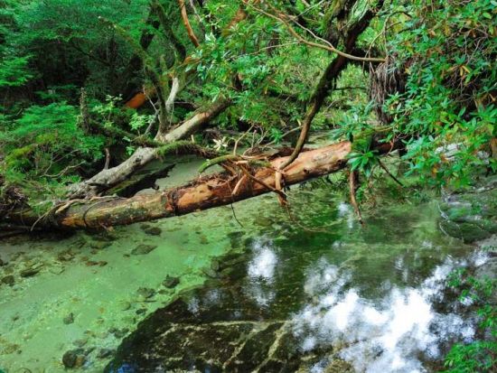 黒味岳日帰りトレッキングツアー　変化に富んだ景色と360度のパノラマビューが広がる登山コース＜昼食付＞ by Go!Yakushima