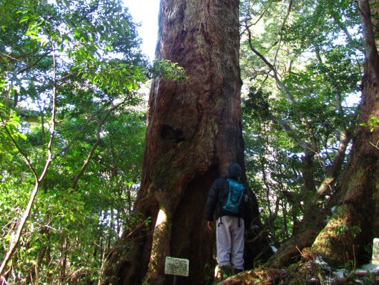 太忠岳日帰りトレッキングツアー　屋久杉の森と頂上にそびえ立つ巨岩の絶景コース＜昼食付＞ by Go!Yakushima