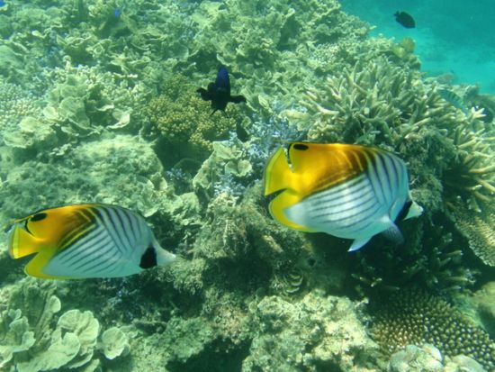 ファンダイビング 鹿児島周辺のビーチで潜ろう 1名～参加OK<鹿児島市発> by アクアトリップ ダイビング