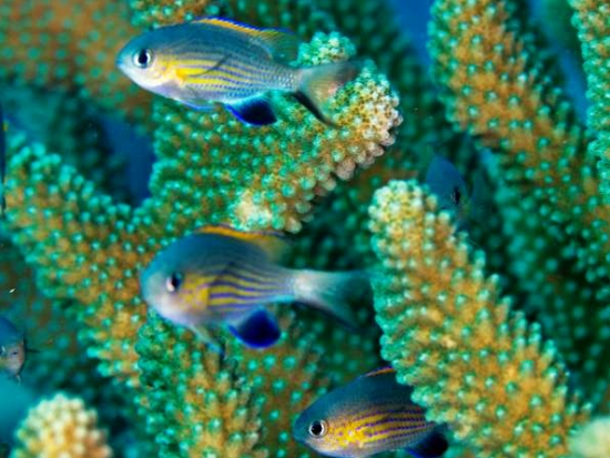 体験ダイビング ライセンス＆経験不要！カウアイ島の海中世界を満喫＜ボート／2ダイブ／ポイプ発＞by Seasport Divers