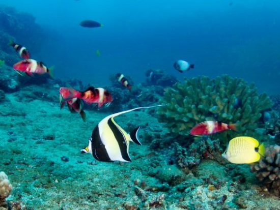 ファンダイビング 経験豊富なダイバー向け！南海岸周辺のサイトへご案内＜ボート／2ダイブ／ポイプ発＞by Seasport Divers