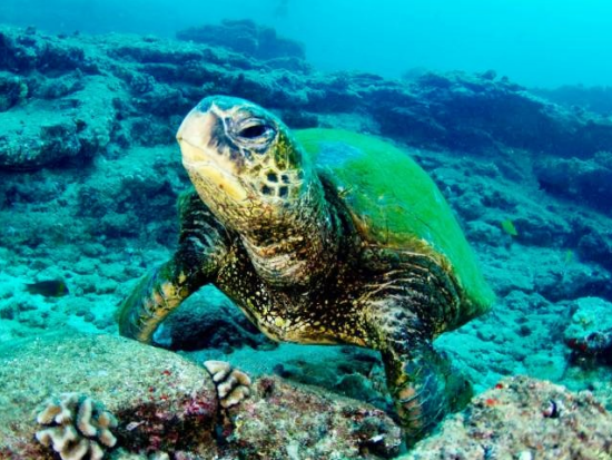 ファンダイビング 経験豊富なダイバー向け！南海岸周辺のサイトへご案内＜ボート／2ダイブ／ポイプ発＞by Seasport Divers