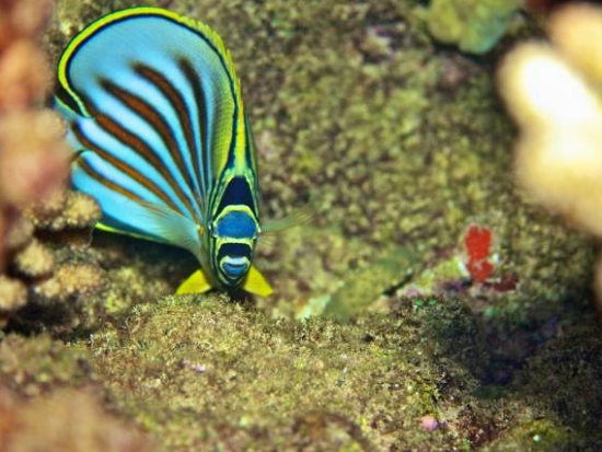 ファンダイビング 経験豊富なダイバー向け！南海岸周辺のサイトへご案内＜ボート／2ダイブ／ポイプ発＞by Seasport Divers