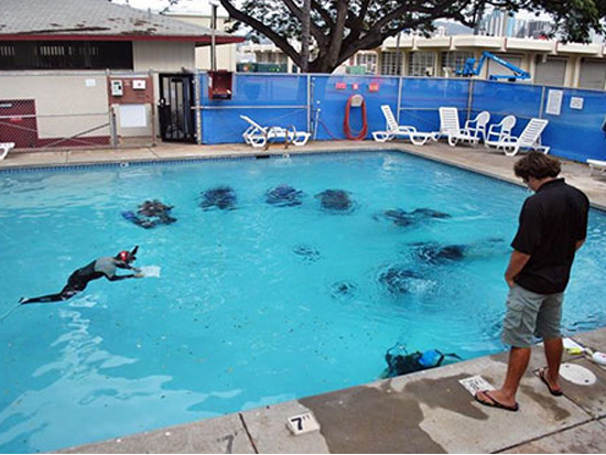 体験ダイビング ライセンス＆経験不要！カウアイ島の海中世界を満喫＜ボート／2ダイブ／ポイプ発＞by Seasport Divers