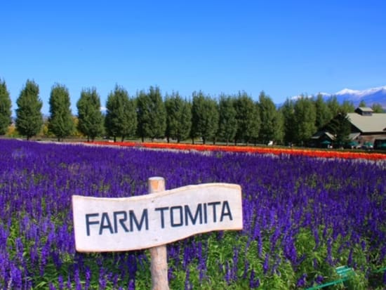 Tomita Farm, a popular sightseeing spot in Furano
