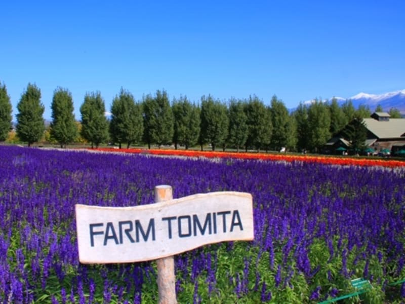 Tomita Farm, a popular sightseeing spot in Furano