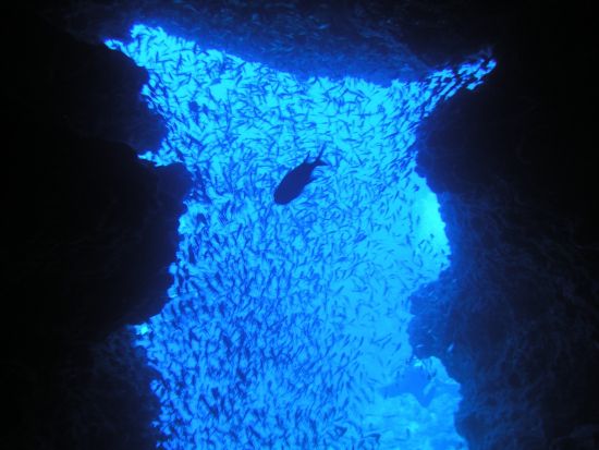 ファンダイビング　ドリームホール・沈船ポイントエモンズなど沖縄本島の名物ポイントへ！2ダイブ～ ＜恩納村発＞  by あいる・ぷまんどぅ