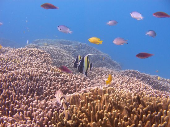 ファンダイビング　ドリームホール・沈船ポイントエモンズなど沖縄本島の名物ポイントへ！2ダイブ～ ＜恩納村発＞  by あいる・ぷまんどぅ
