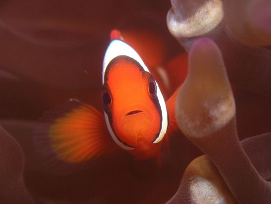 ファンダイビング　ドリームホール・沈船ポイントエモンズなど沖縄本島の名物ポイントへ！2ダイブ～ ＜恩納村発＞  by あいる・ぷまんどぅ