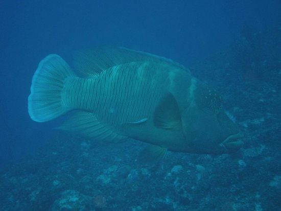 沖縄ダイビングサービス あいる・ぷまんどぅ3