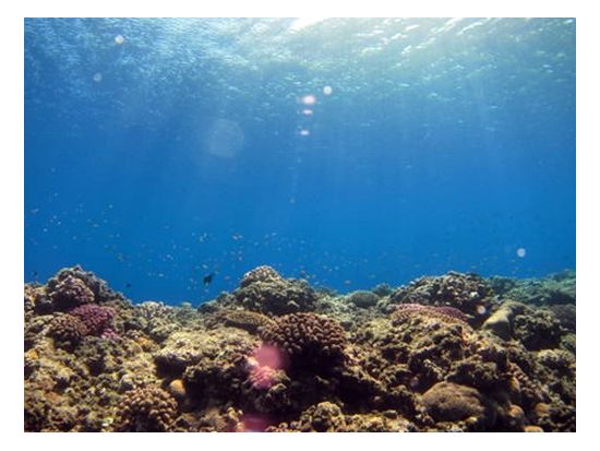 ファンダイビング　ドリームホール・沈船ポイントエモンズなど沖縄本島の名物ポイントへ！2ダイブ～ ＜恩納村発＞  by あいる・ぷまんどぅ