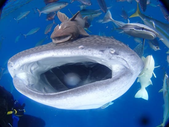 ジンベエザメと泳ぐ 沖縄本島の観光 オプショナルツアー専門 Veltra ベルトラ