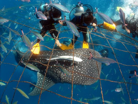 体験ダイビング ジンベエザメと一緒に泳ごう！＜恩納村発＞by あいる・ぷまんどぅ