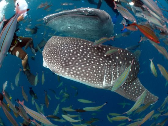 ジンベエザメシュノーケリング　ジンベエザメと一緒に泳ごう！青の洞窟シュノーケリングセットプランあり＜恩納村・読谷村発＞by あいる・ぷまんどぅ