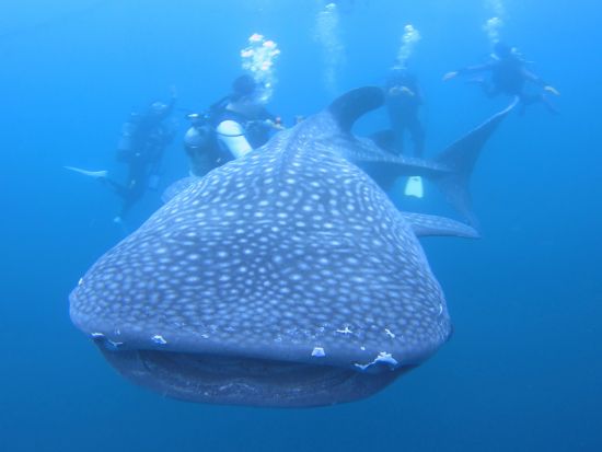 ジンベエザメシュノーケリング　ジンベエザメと一緒に泳ごう！青の洞窟シュノーケリングセットプランあり＜恩納村・読谷村発＞by あいる・ぷまんどぅ