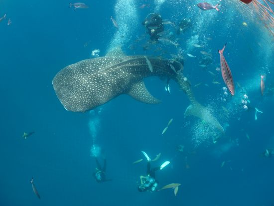 ジンベエザメファンダイビング 目の前で迫力のジンベエザメの餌付けを観察！青の洞窟ファンダイビングセットプランあり＜恩納村発＞by あいる・ぷまんどぅ