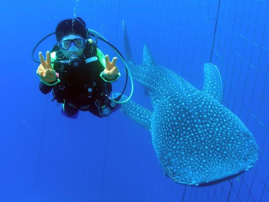 ジンベエザメファンダイビング 目の前で迫力のジンベエザメの餌付けを観察！青の洞窟ファンダイビングセットプランあり＜恩納村発＞by あいる・ぷまんどぅ
