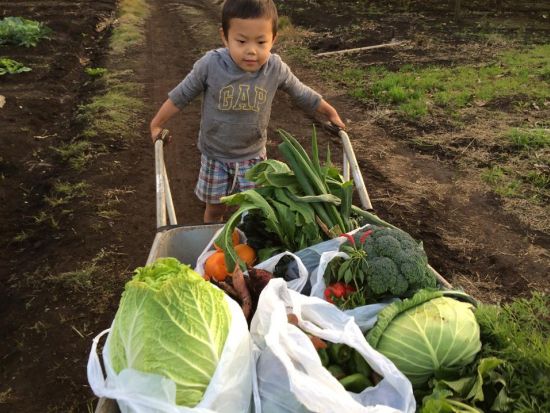 野菜収穫体験　都内より1時間の好アクセス！BBQプランあり＜半日／木更津市＞by森本農園