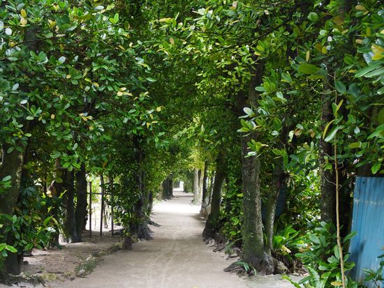 備瀬フクギ並木　緑1-crop