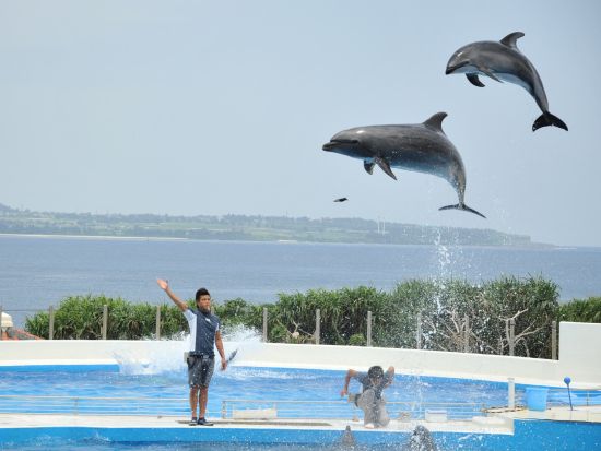 美ら海水族館観光バスツアー 人気のアメリカンビレッジコースとパイナップルパークコースから選べる！人気の観光地を巡る満喫ツアー＜那覇・北谷発／2歳以下無料＞